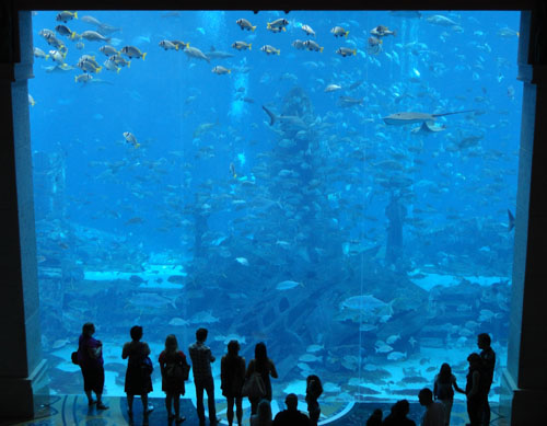 Ett av världens största akvarium finns på hotellet Atlantis The Palm Dubai